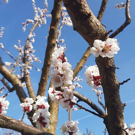 Carrobbio Bed&Breakfast ξενώνας Κρεμόνα Εξωτερικό φωτογραφία