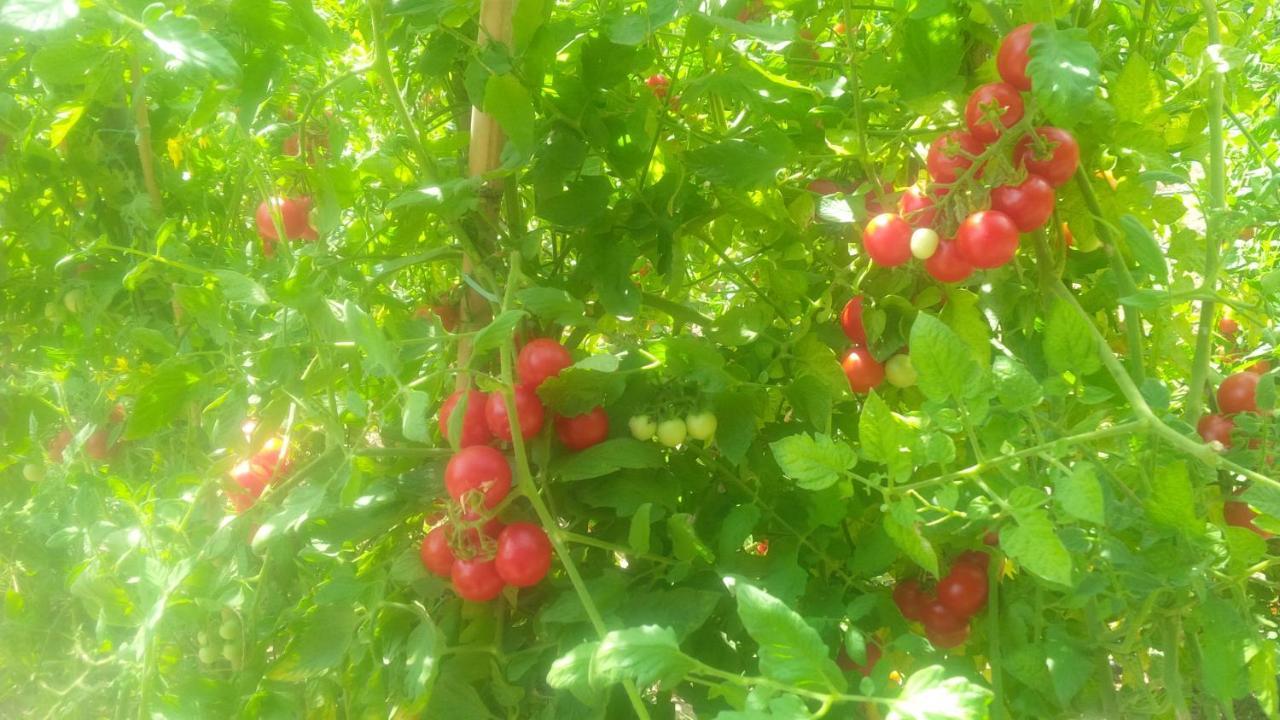 Carrobbio Bed&Breakfast ξενώνας Κρεμόνα Εξωτερικό φωτογραφία